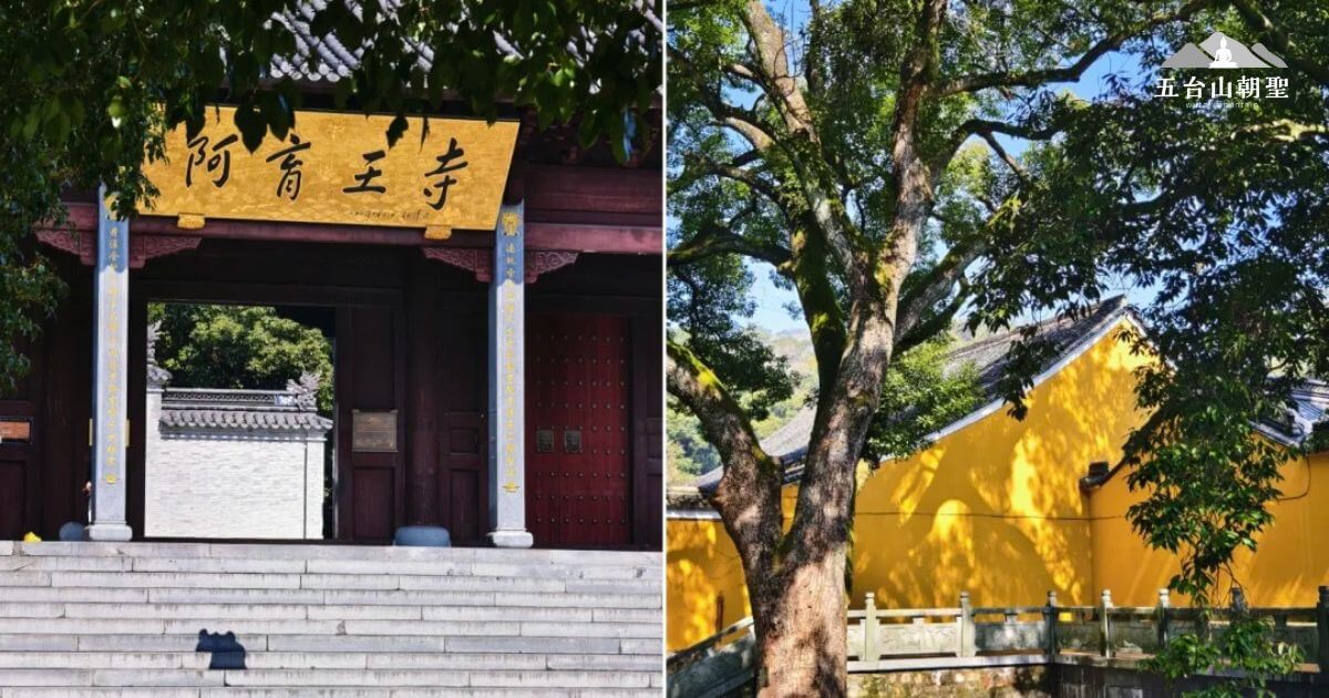 這張圖片展示了阿育王寺的大門，金色的寺名高懸在門上，展現出古老的佛教文化。門前寬闊的階梯通向寺廟內部，兩旁綠樹環繞，與背景中黃色的牆壁和古樸的屋頂形成鮮明對比。這座寺廟帶有濃厚的歷史氛圍，與自然景觀相得益彰，讓人彷彿穿越時光，感受到古老寺廟的神聖與寧靜。